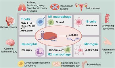 Regulation of immune cells by miR-451 and its potential as a biomarker in immune-related disorders: a mini review